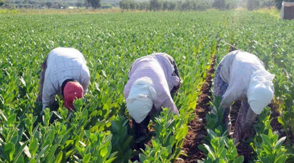 A tobacco farmer spraying crops in Greece