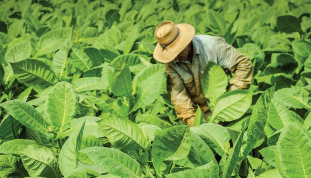 Tobacco leaves in a field